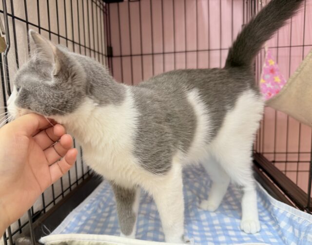 最新画像!お困り顔のマンチカンきたよ💖 マンチカン