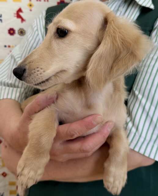 ミニチュアダックス