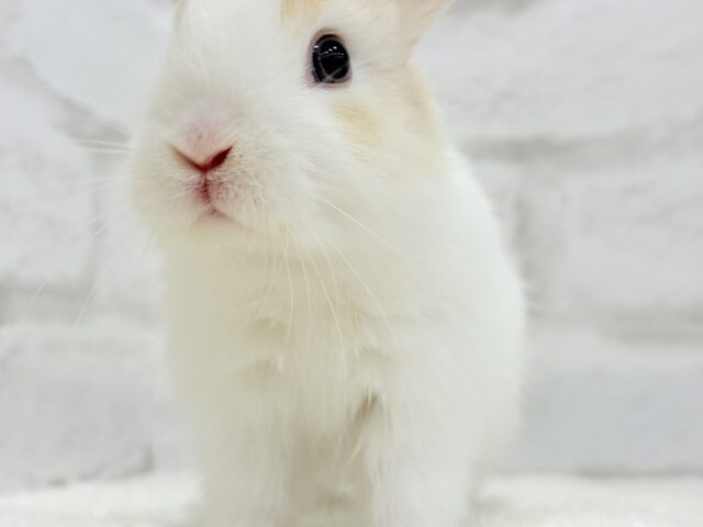 ミニウサギ