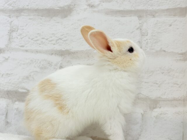 ミニウサギ