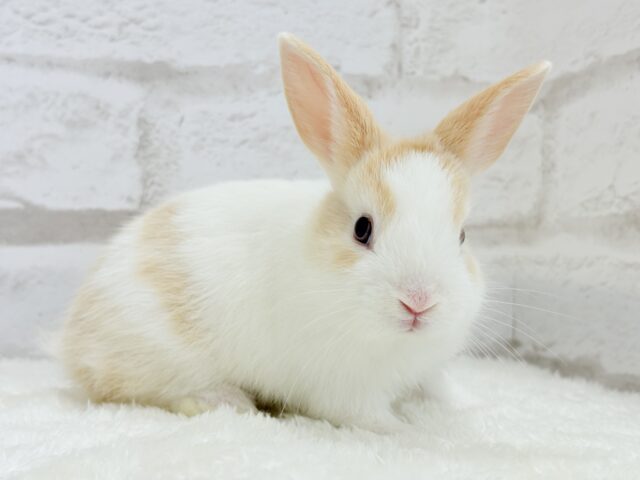ミニウサギ