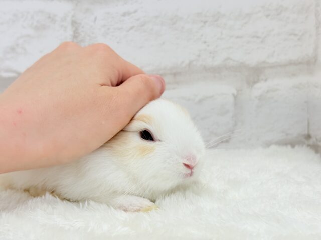 ミニウサギ