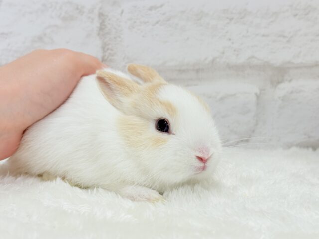 ミニウサギ