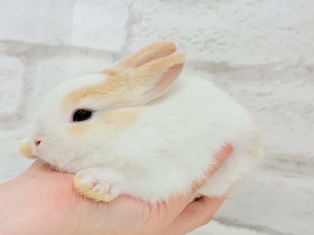 ミニウサギ