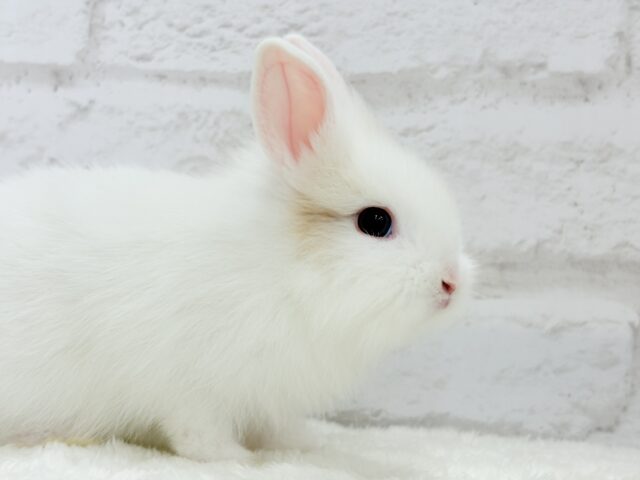 ジャージーウーリー