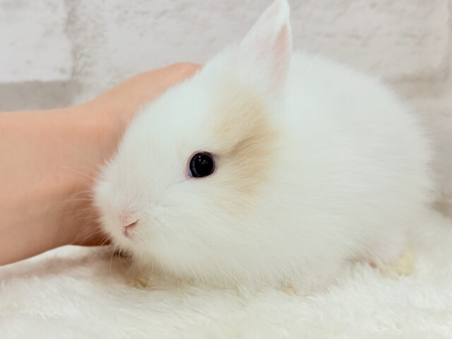 ジャージーウーリー