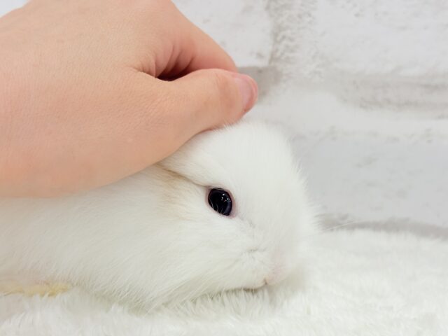 ジャージーウーリー