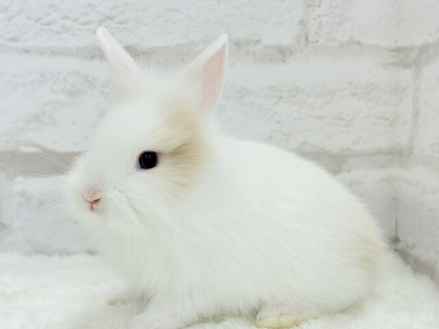 ジャージーウーリー