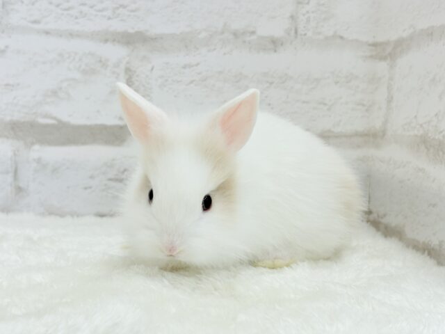 ジャージーウーリー