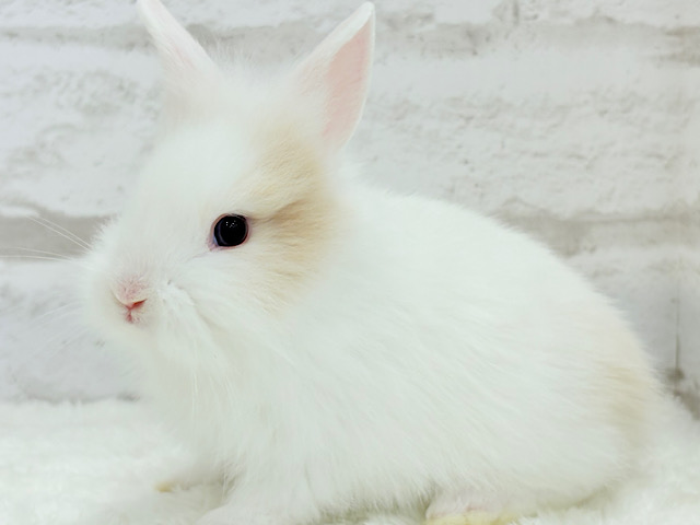 毛並みふわっふわ🫧ジャージーウーリー(男の子)