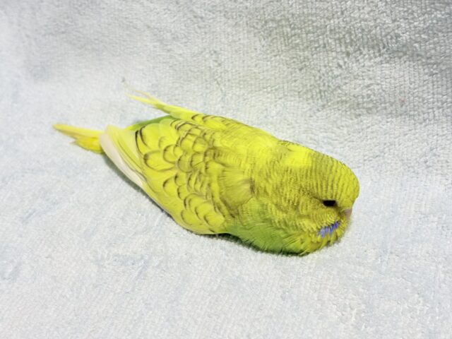 ジャンボセキセイインコ