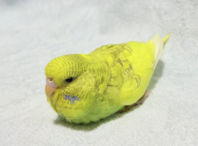 ジャンボセキセイインコ