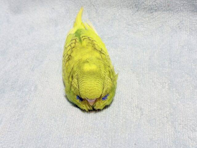 ジャンボセキセイインコ