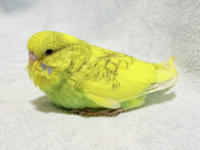 ジャンボセキセイインコ