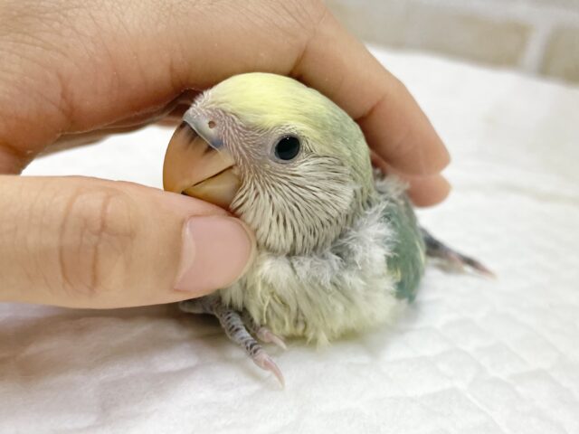 最新画像あり⭐️癒しのブルーカラー🫧コザクラインコ(ブルーチェリーパイド) コザクラインコ(小桜インコ)