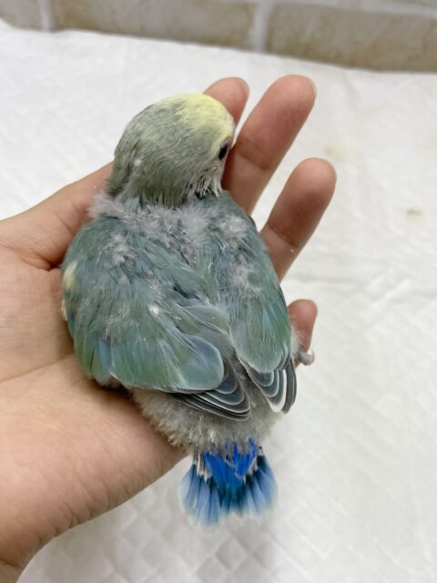 コザクラインコ（小桜インコ）