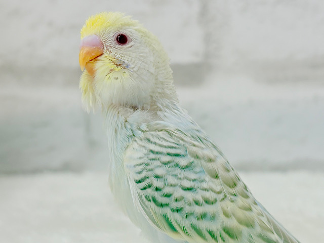 【最新画像更新🪄】一目ぼれって、あるみたいだよ～☆　セキセイインコ　ファロー　～～