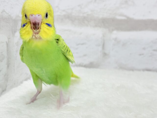 セキセイインコ