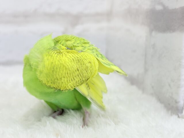 セキセイインコ