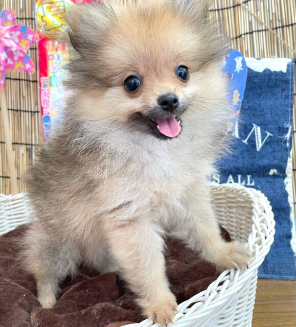 💖ポメてぃ〜STREET💖ポメラニアン(オレンジ)🍊女の子💖2025年4月12日生まれ ポメラニアン