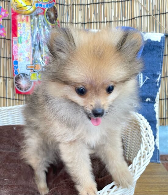 💖ポメてぃ〜STREET💖ポメラニアン(オレンジ)🍊女の子💖2025年4月12日生まれ ポメラニアン