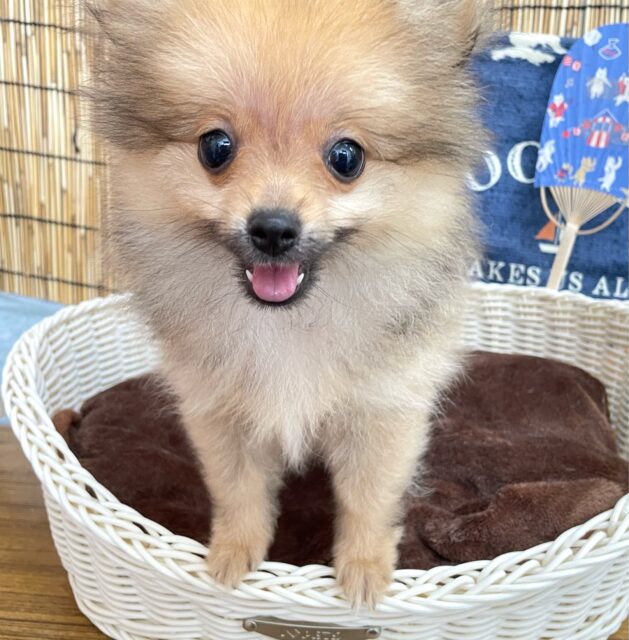 💖ポメてぃ〜STREET💖ポメラニアン(オレンジ)🍊女の子💖2025年4月12日生まれ ポメラニアン