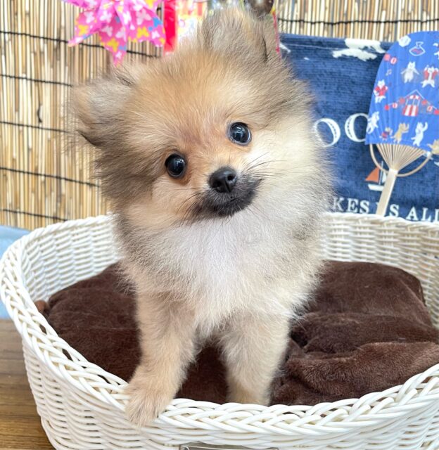 💖ポメてぃ〜STREET💖ポメラニアン(オレンジ)🍊女の子💖2025年4月12日生まれ ポメラニアン