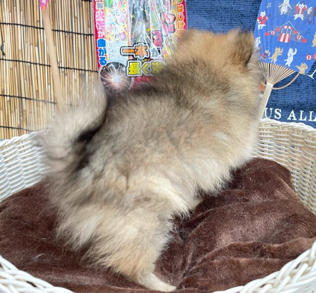 💖ポメてぃ〜STREET💖ポメラニアン(オレンジ)🍊女の子💖2025年4月12日生まれ ポメラニアン