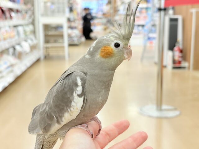 オカメインコ