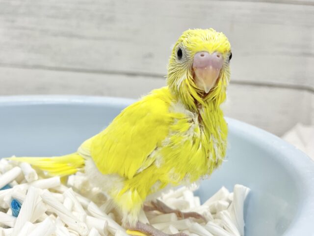 セキセイインコ