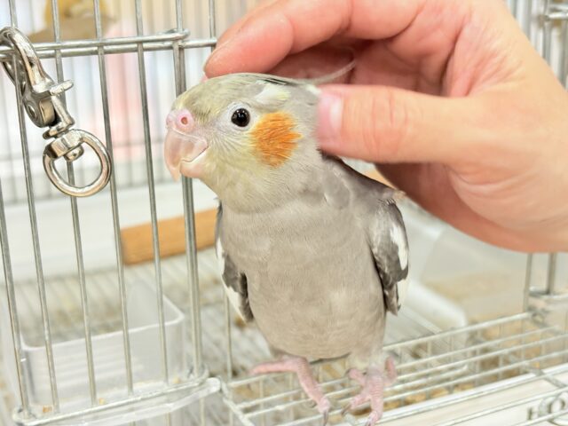 オカメインコ