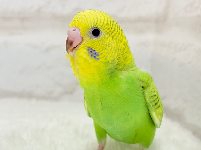 【最新画像更新🪄】お茶さそう～～　可愛い表情☆　セキセイインコ　スパングル～～