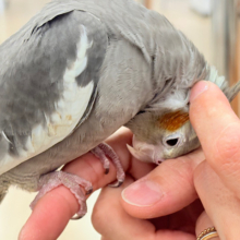 もっともっと、たくさんなでて〜♡♥♡オカメインコ(ノーマル)