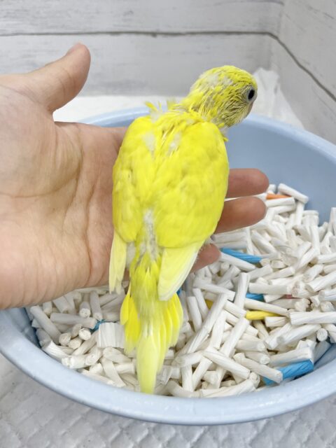 セキセイインコ