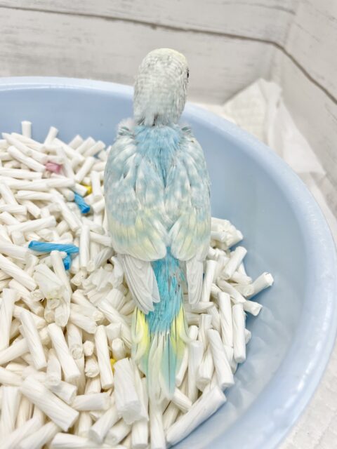 セキセイインコ