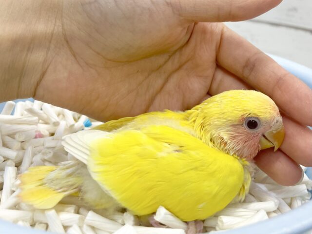 コザクラインコ（小桜インコ）