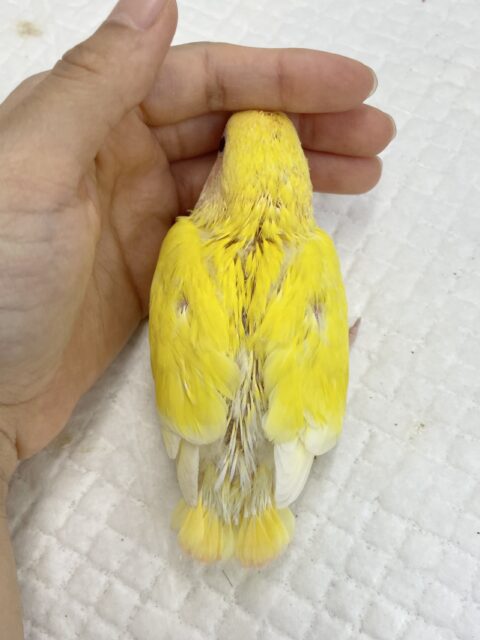 コザクラインコ（小桜インコ）