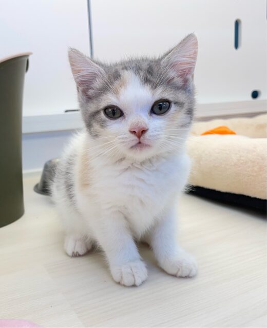 🐾いっぱいなでてにゃんヾ(´∀｀*)マンチカン(ダイリュートキャリコ)️️️🩵女の子💖2025年5月5日生まれ