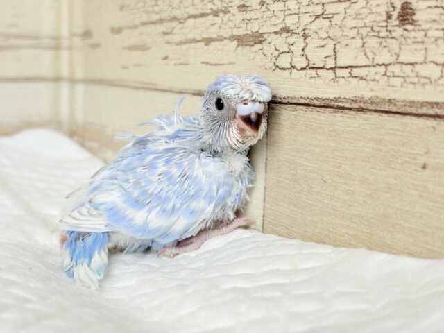 個性的☆なツムジがチャームポイント💫セキセイインコ(スパングル) ヒナ セキセイインコ
