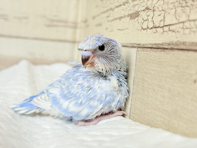 個性的☆なツムジがチャームポイント💫セキセイインコ(スパングル) ヒナ セキセイインコ