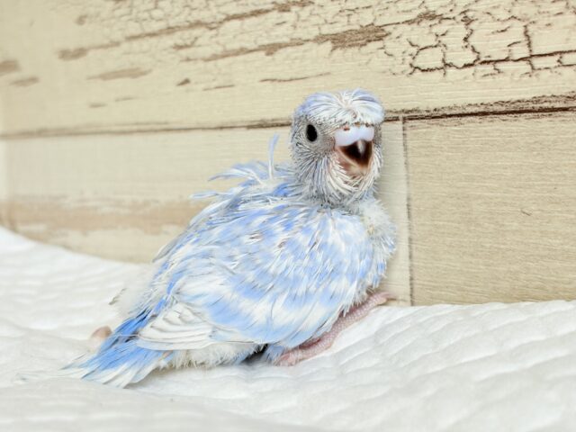 個性的☆なツムジがチャームポイント💫セキセイインコ(スパングル) ヒナ セキセイインコ