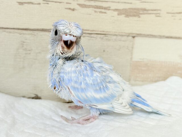 個性的☆なツムジがチャームポイント💫セキセイインコ(スパングル) ヒナ セキセイインコ