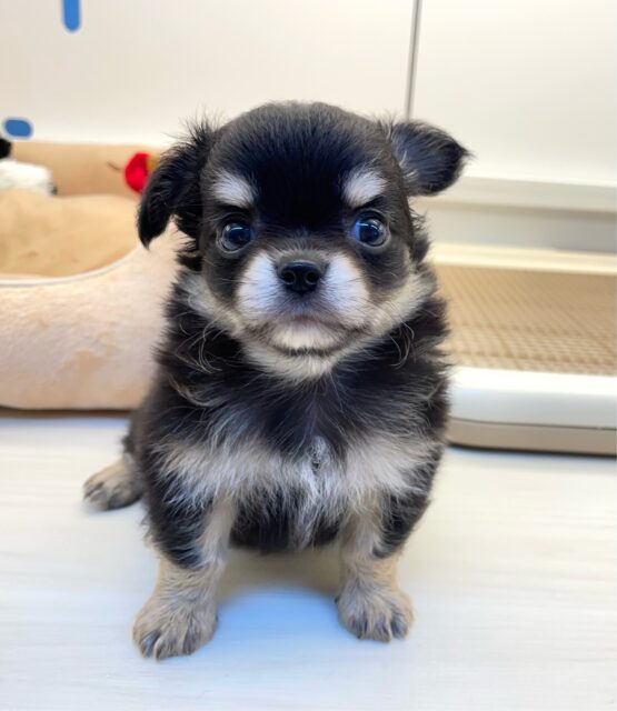 🐻‍ちっちゃなこぐまくん🧸ロング・チワワ(ブラックタン＆ホワイト)🖤男の子🤍2025年5月31日生まれ