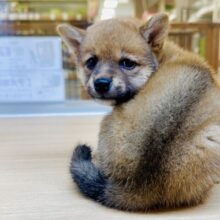 ムチムチ柴くん🧸✨️🥺ᩚ✨️🧸