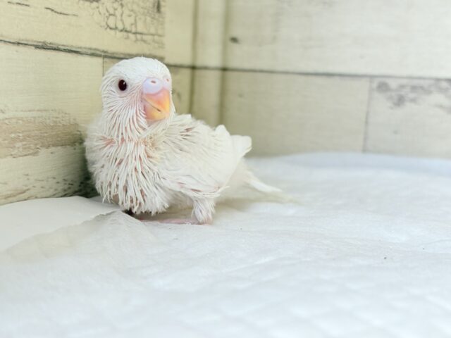 【最新画像・動画更新🪄】 使い方はそれぞれーー♡個性溢れる♡セキセイインコ(アルビノ) ヒナ セキセイインコ