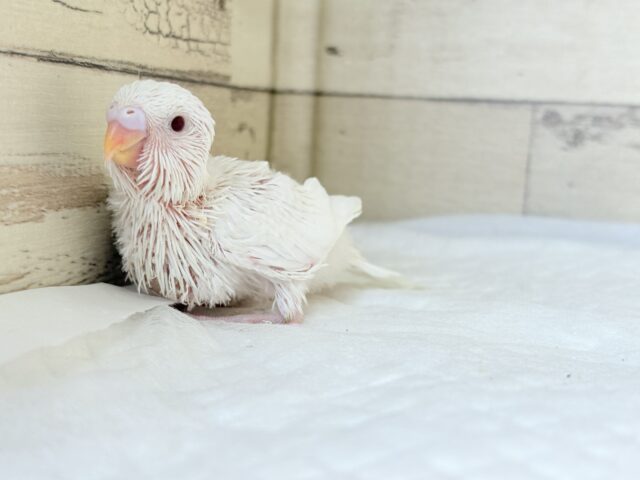 【最新画像・動画更新🪄】 使い方はそれぞれーー♡個性溢れる♡セキセイインコ(アルビノ) ヒナ セキセイインコ