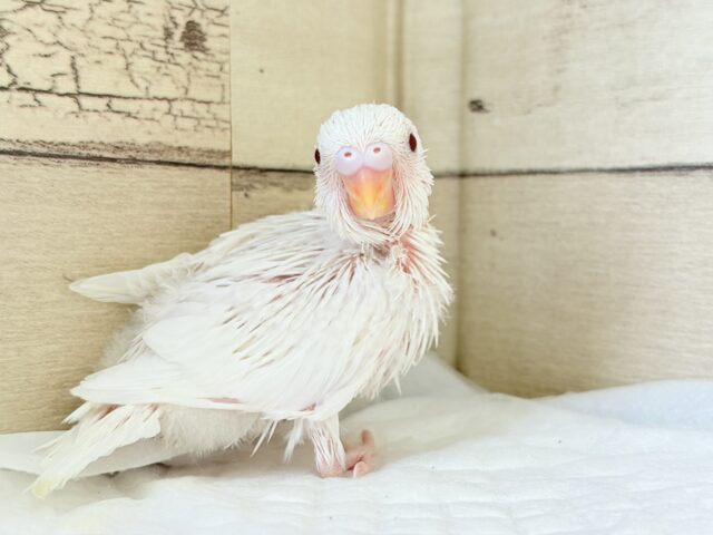 【最新画像・動画更新🪄】 使い方はそれぞれーー♡個性溢れる♡セキセイインコ(アルビノ) ヒナ セキセイインコ