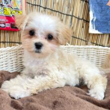 おもちゃ大好き(*ˊ˘ˋ*)♡ハーフ犬(マルチーズ✖️トイプードル)💖女の子💖2025年4月23日生まれ