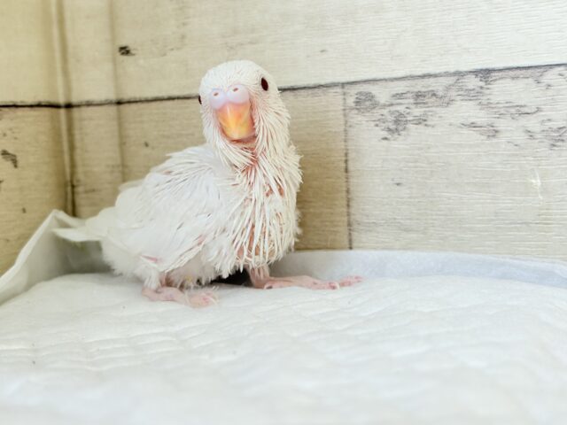 【最新画像・動画更新🪄】 使い方はそれぞれーー♡個性溢れる♡セキセイインコ(アルビノ) ヒナ セキセイインコ