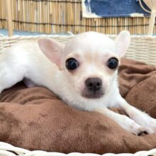 ‎🤍𝓦𝓱𝓲𝓽𝓮ち〜くん🤍𓂃𓈒𓏸︎︎︎︎⁡スムースチワワ(ホワイト)💙男の子💙2025年3月13日生まれ